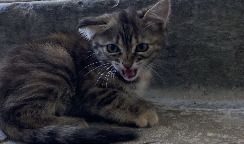 Котенок,отдам в самые хорошие руки!