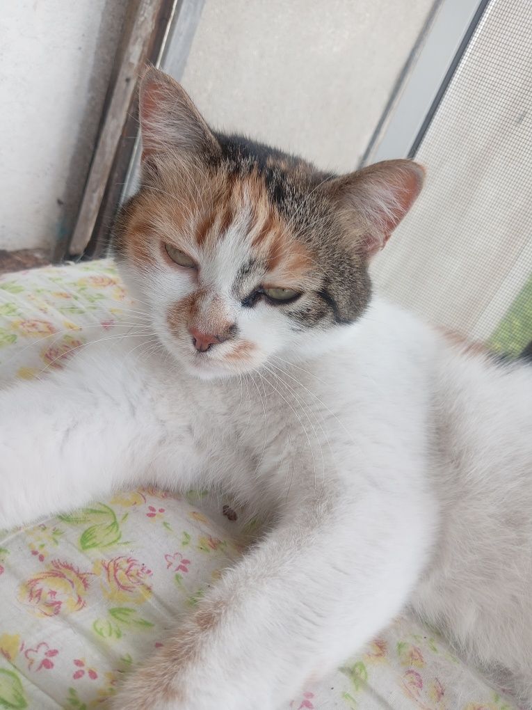Отдам красивую кошечку