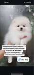 Поминанский шпиц