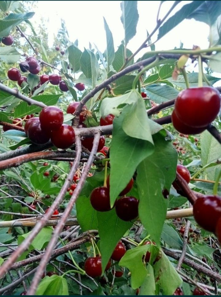 Продам дачу Жемчужина