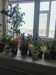 Продам цветы  комнатные