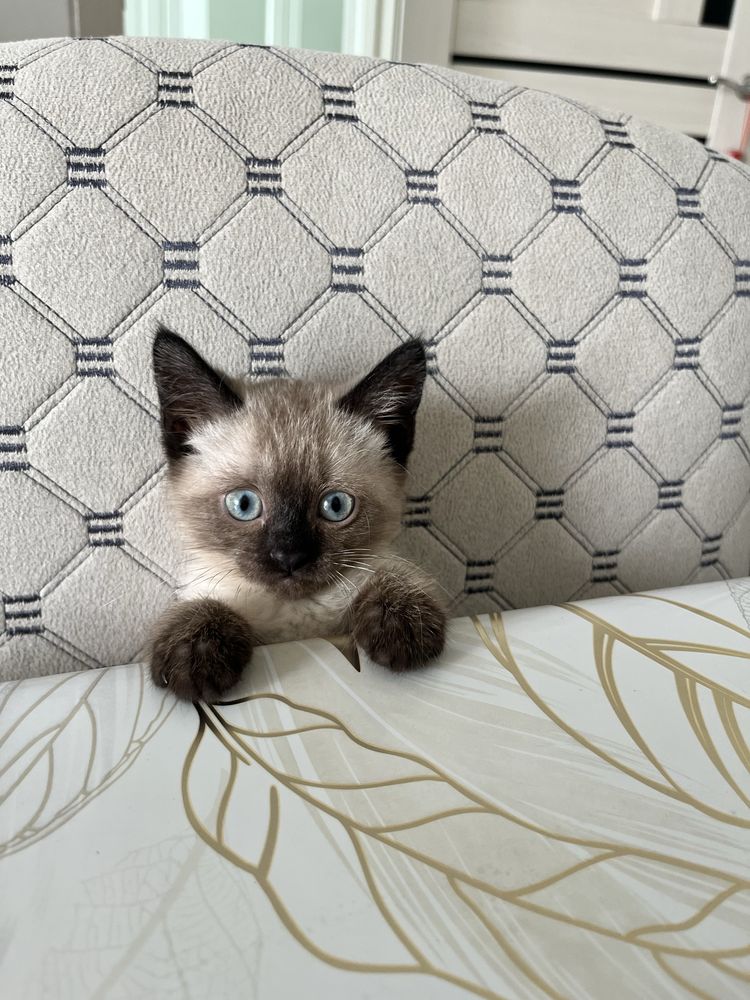 Отдам котенка в хорошие руки