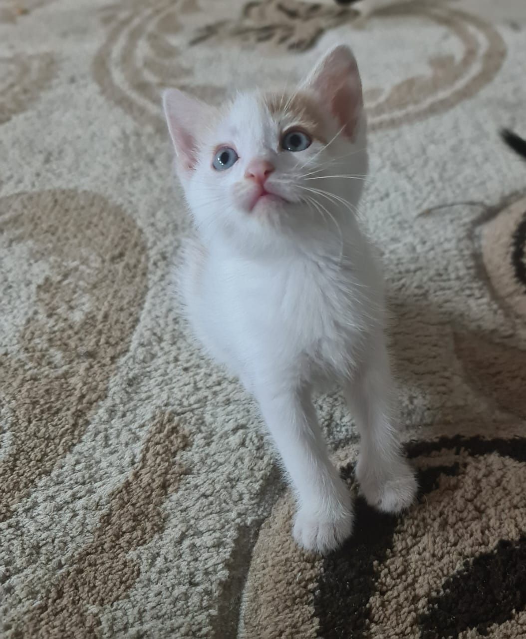 Отдадим в добрые руки котят