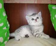 Котятки шиншилла