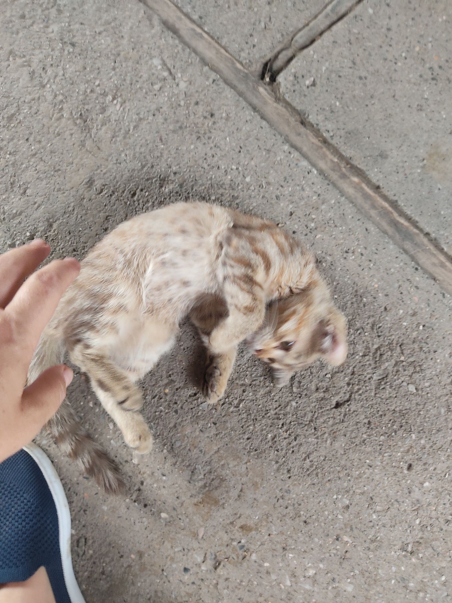 Отдам котенка в добрые руки