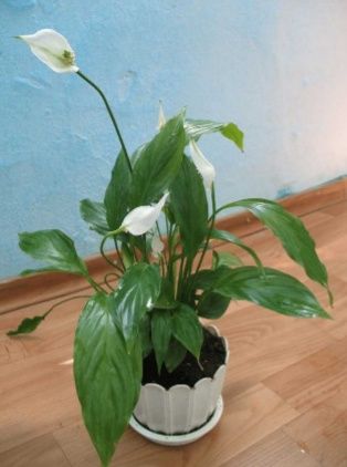 Продам комнатный цветок спатифиллюм.