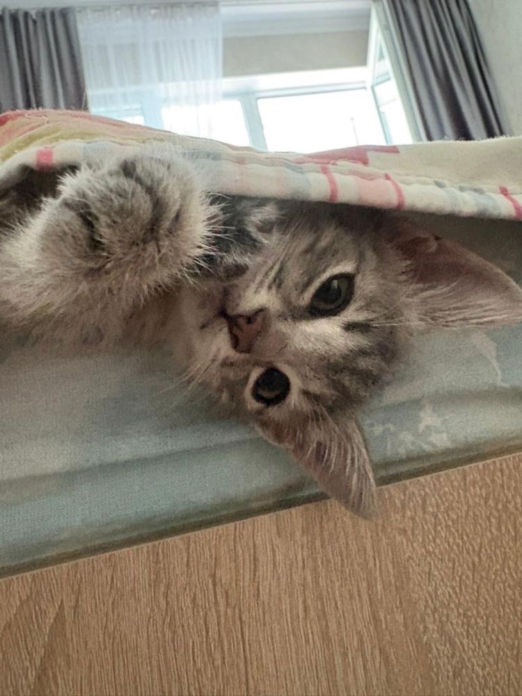 Отдам котенка в добрые руки