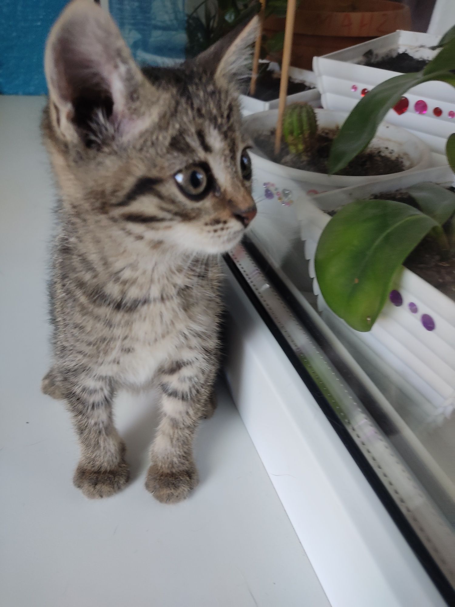 Котята в хорошие руки