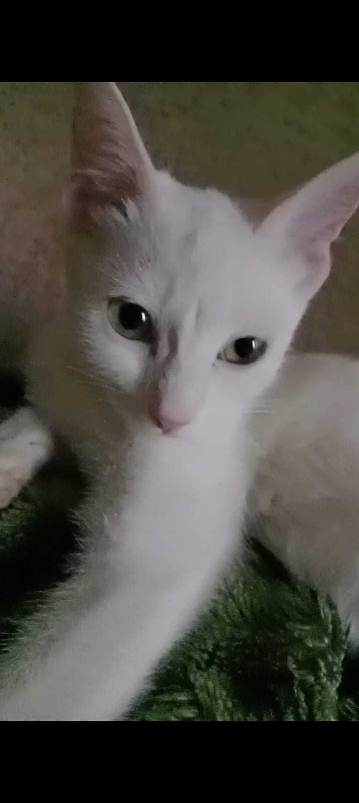 Котята ищут добрые руки