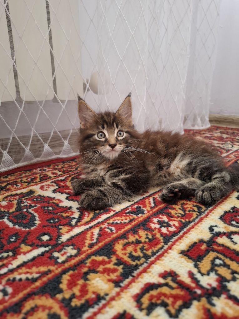 Продам котят породы мейн кун