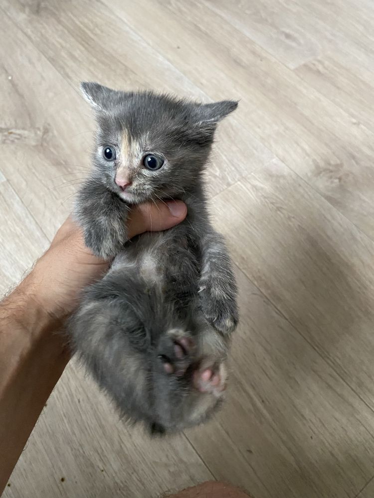 Отдам котенка девочка, домашняя