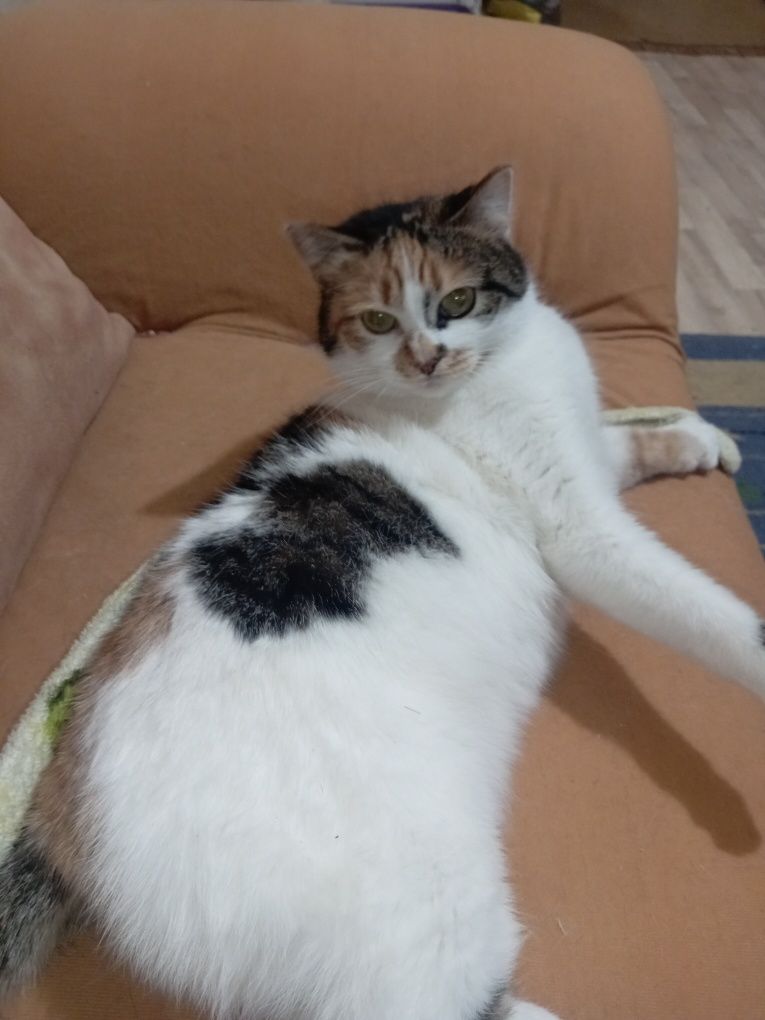 Отдам красивую кошечку