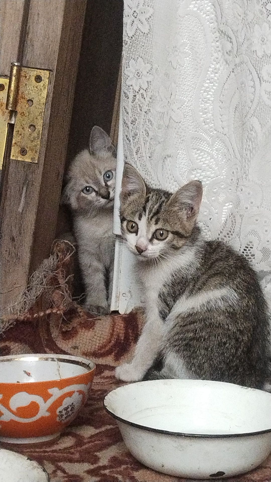 Котята ищут дом!!!