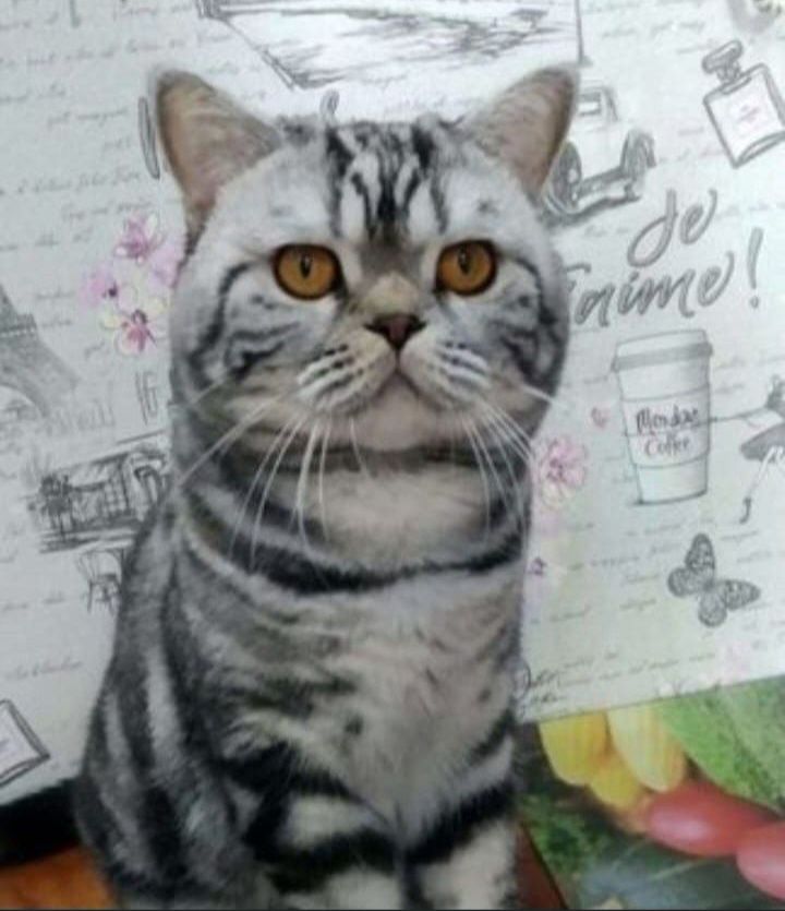 Вязка опытного кота