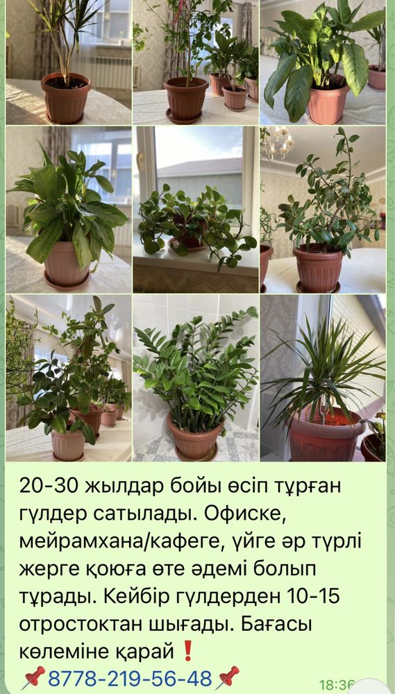 Буфет, Одежды, Цветы, Часы,Диван, Кровать, Газовка, Стол со стульями