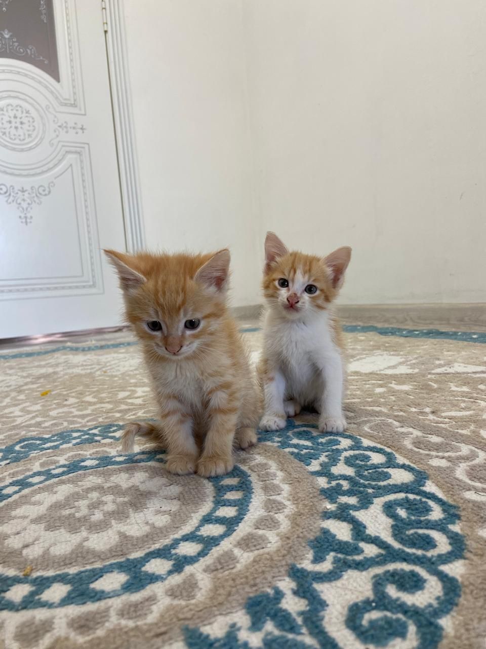 Котики 2 месяца , пушистые , домашние