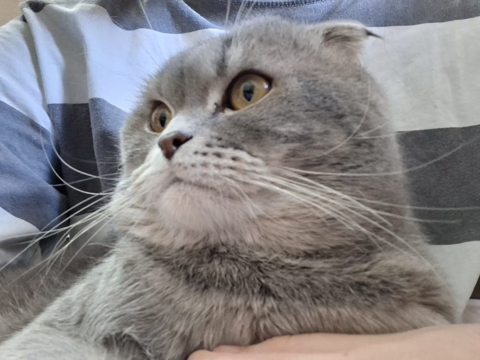Шотландский вислоухий