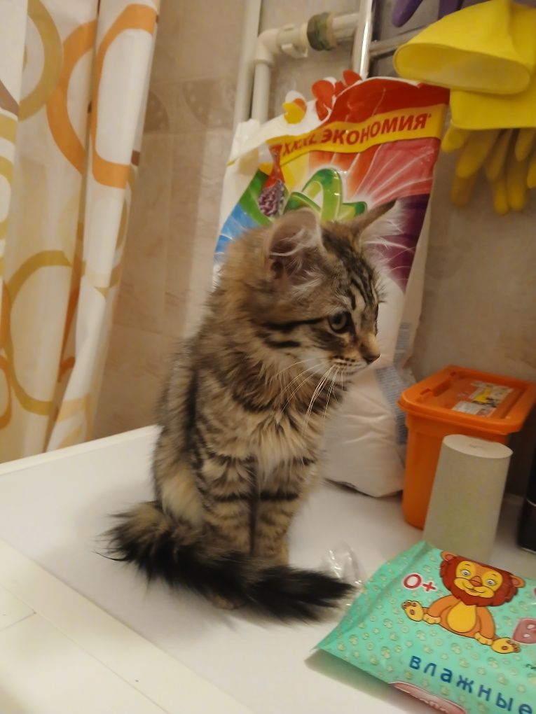 Отдам найденную кошку
