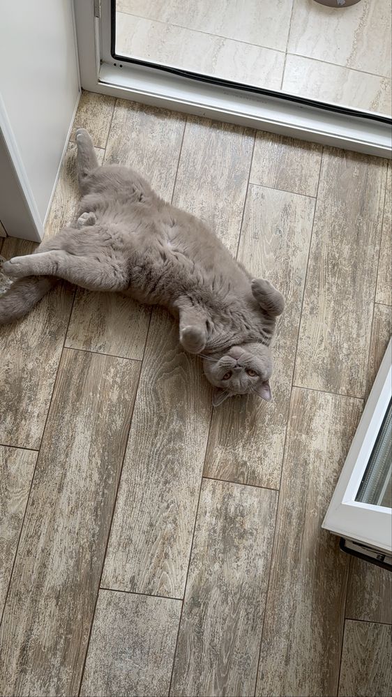 Бесплатно отдаем котенка  британского