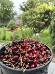 Черешня колерованная