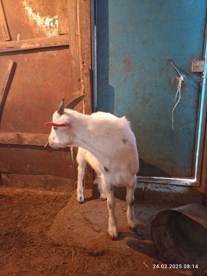 Козлы Нубийские продам