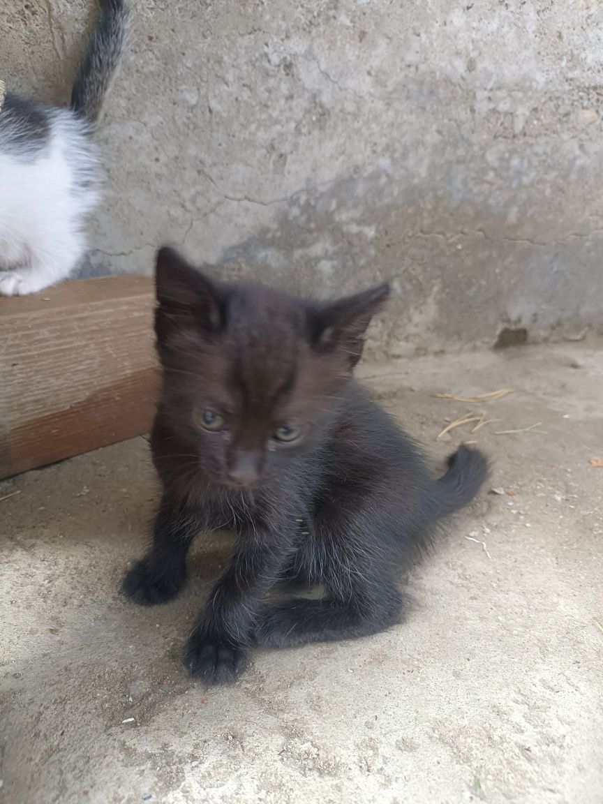 Котята, кошки, котики