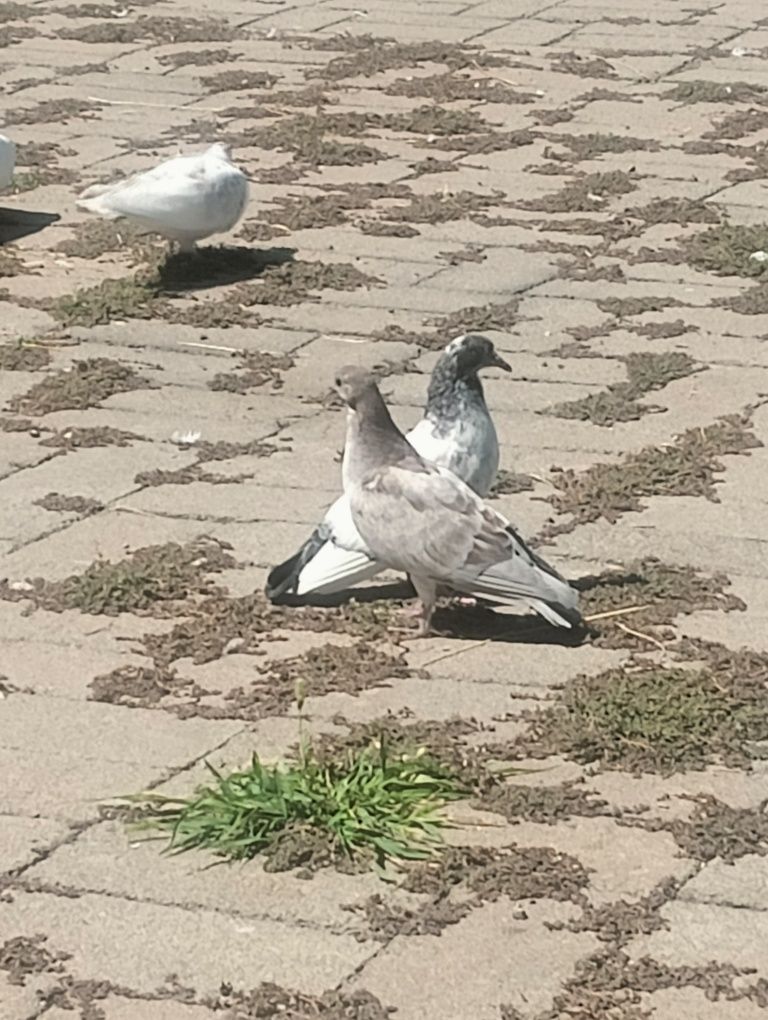 Молодые  голуби.  Кептер сатам.