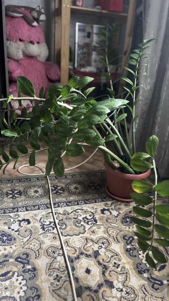 Продам Замиокулькас