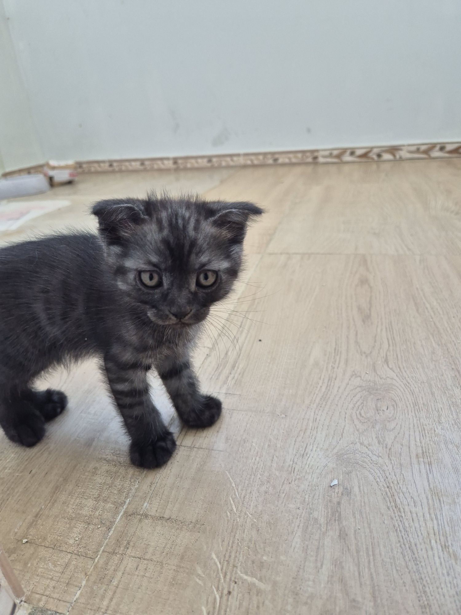 Продам породистых котят