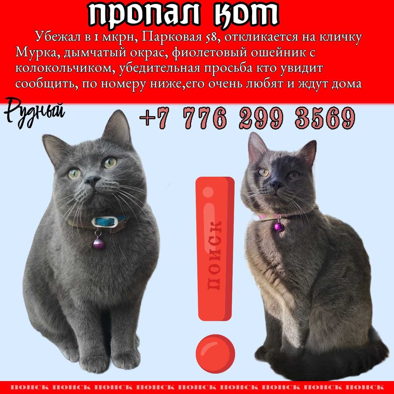 Пропал кот по кличке Мурка