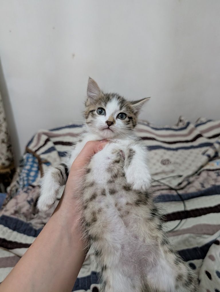 Отдам двух котят