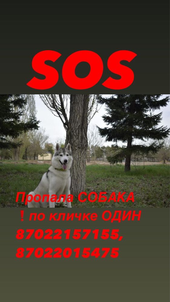 Потерялась Хаски по кличке Один
