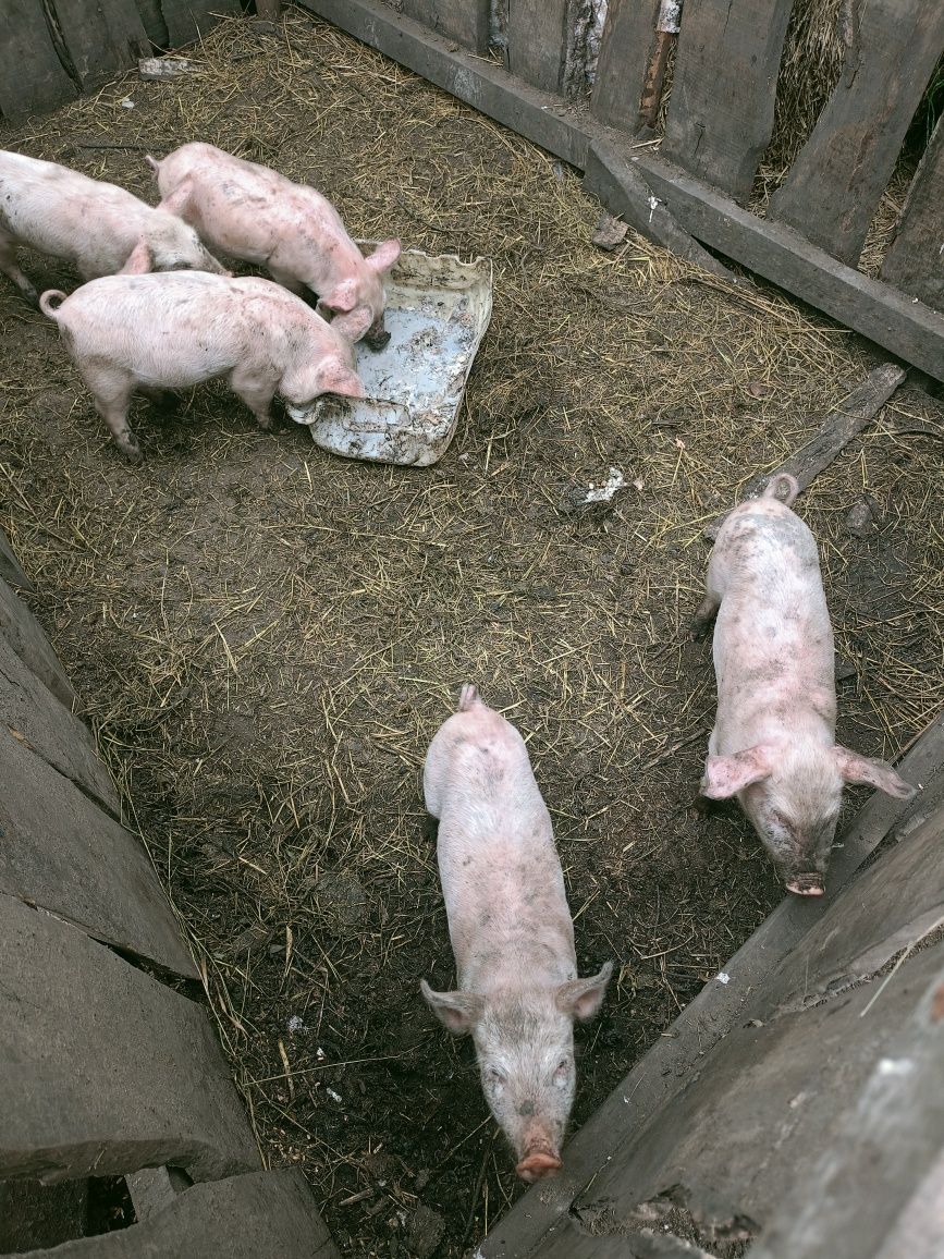 Продам месячных поросят