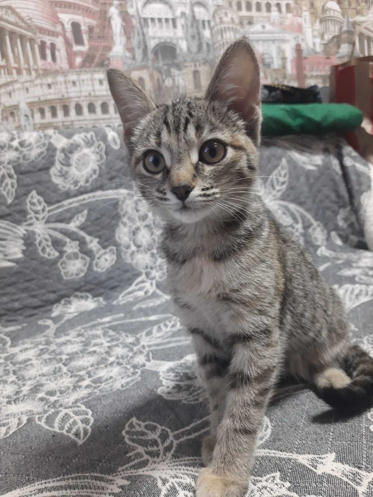 Кошечка срочно ищет дом