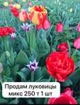 Луковицы шикарных тюльпанов АКЦИЯ