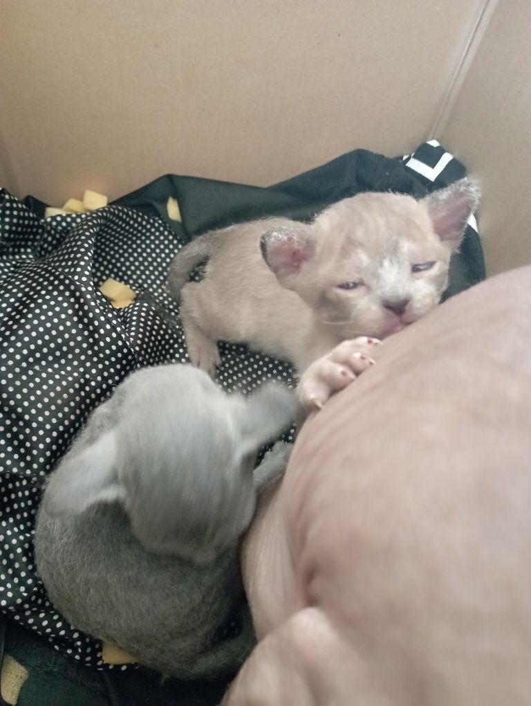 Бронь на котят породы сфинкс