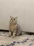 Отдам в добрые руки кота.