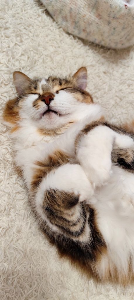 Ищем дом красивейшей кошке