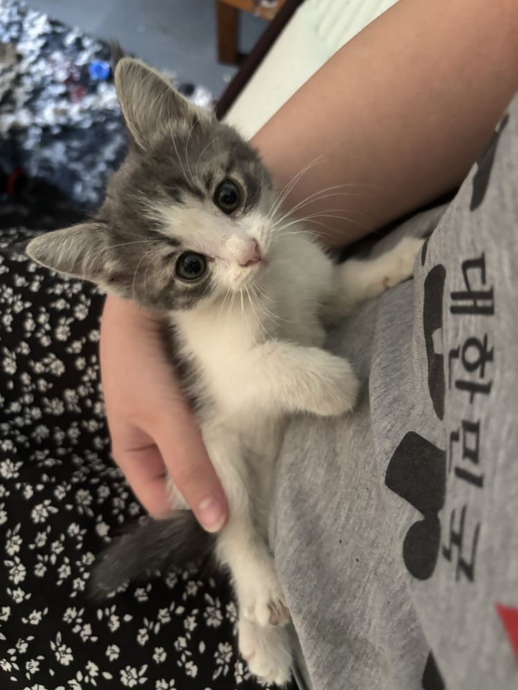 Котенок с Bubble tea