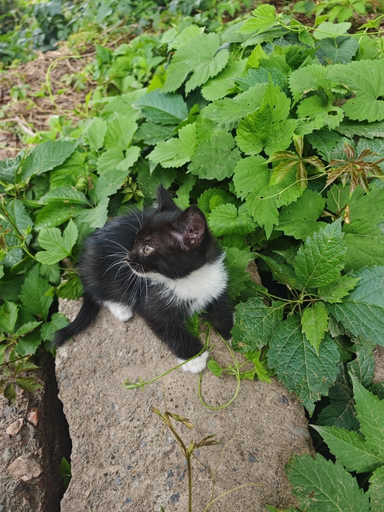 Ласковые Котята Мышеловы Избавят Дом от Мышей и Крыс