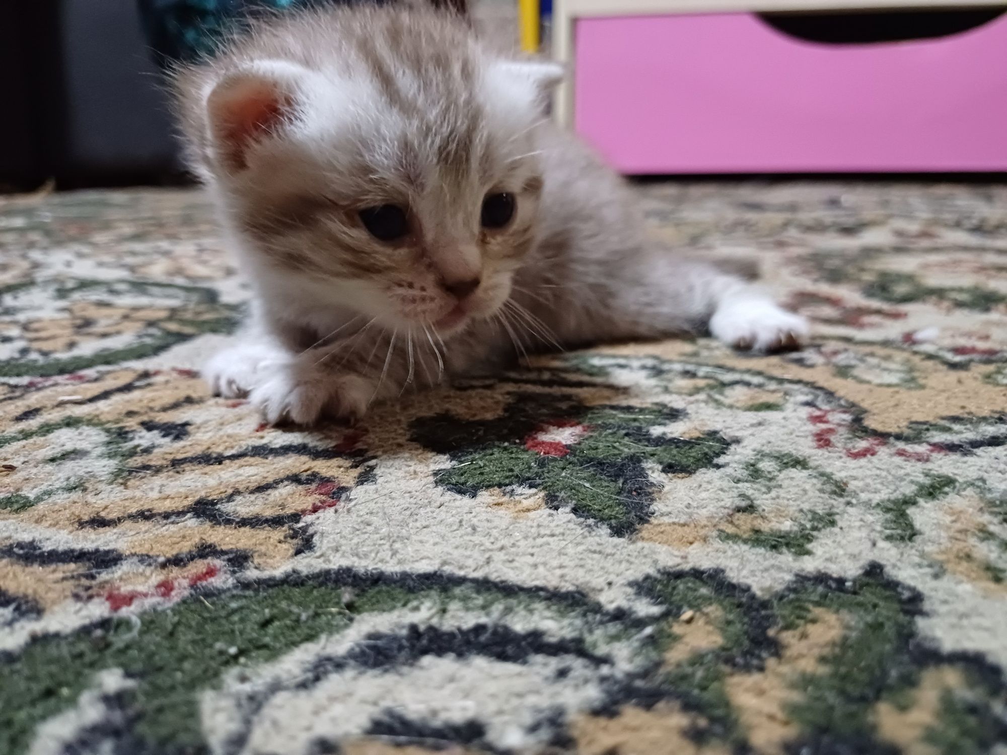 Продам британских котят