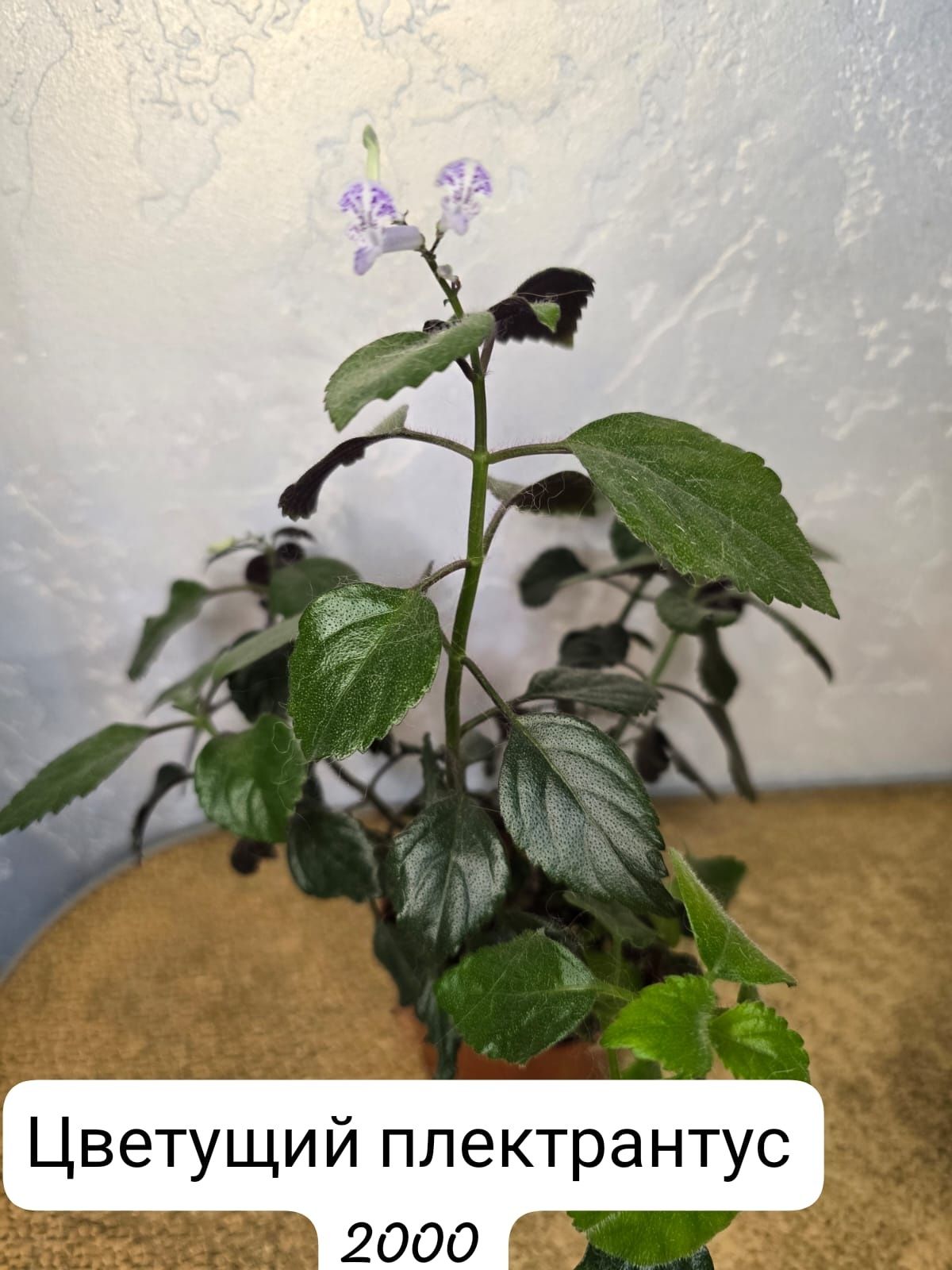 Комнатные    цветы