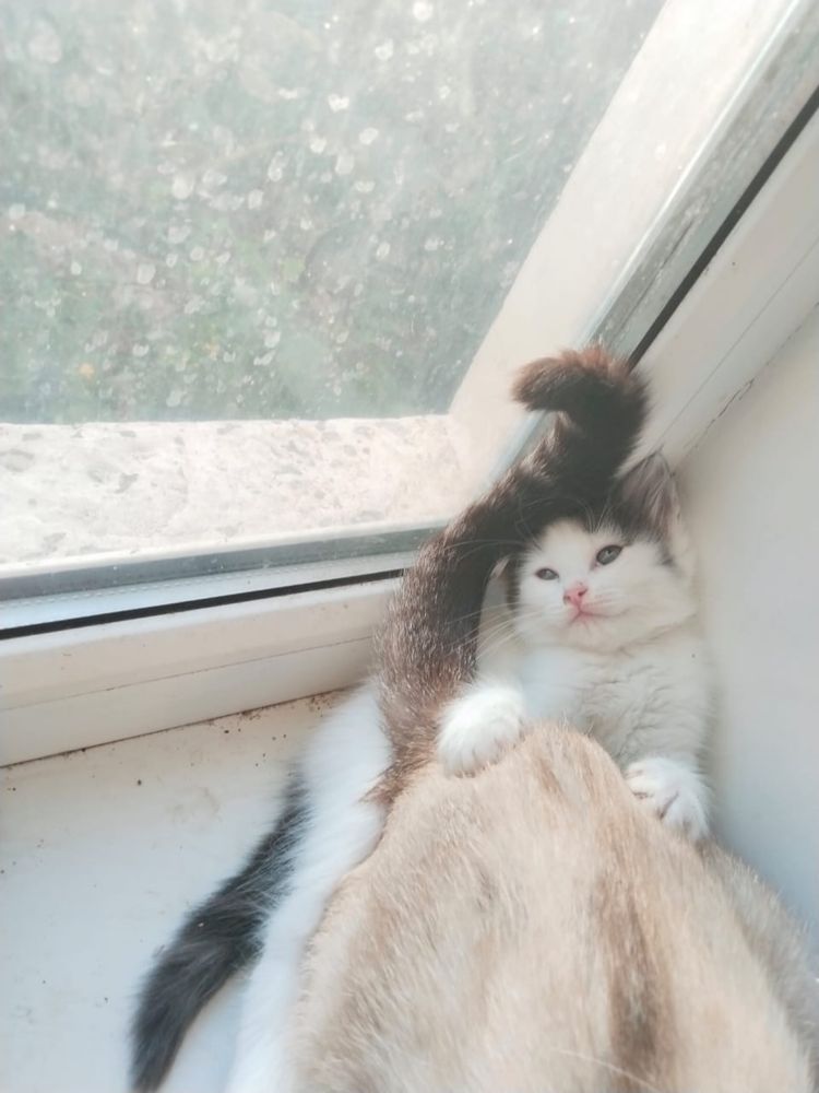 Котят в добрые руки