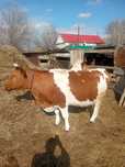 Продам корову стельную