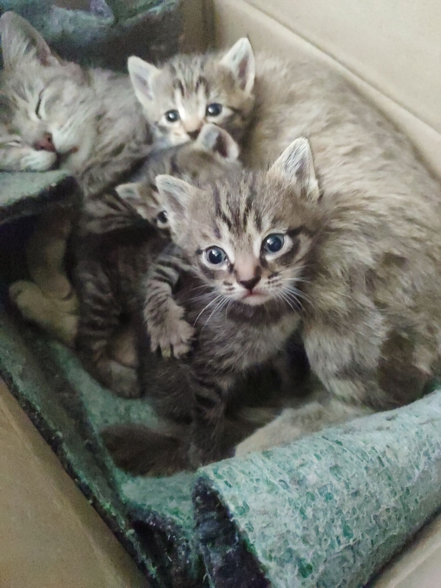 Отдам Бесплатно Новорожденных Котят