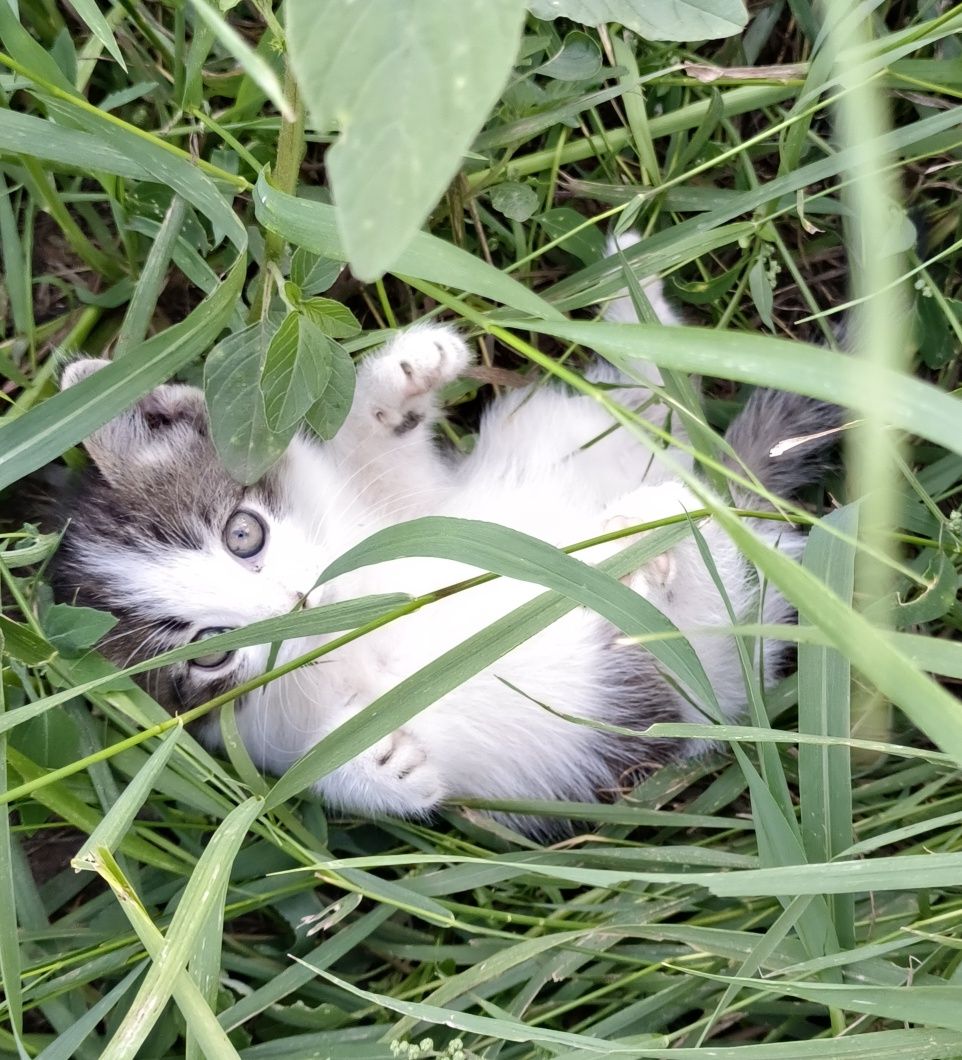 Отдам в добрые руки котят, 1,5- 2  месяца