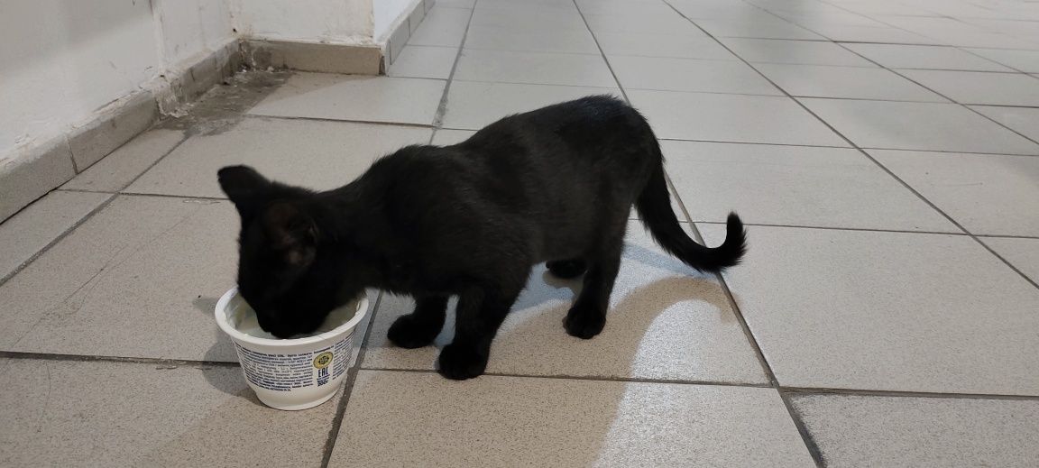 Котенок приносящий удачу