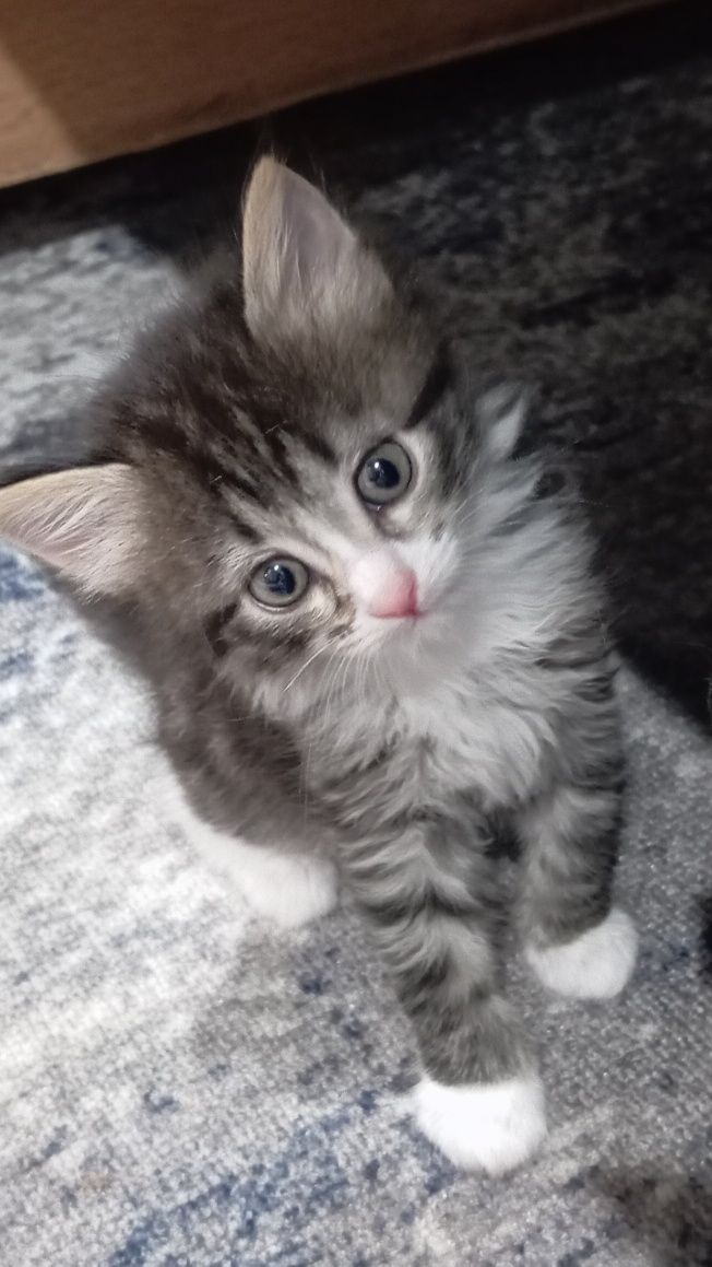 Маленькие котята