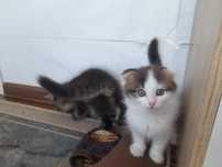 Котята бесплатно