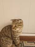 Котенок 5-6месец шотландский